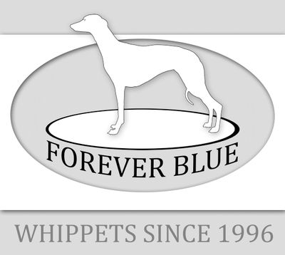 Forever Blue Whippets
